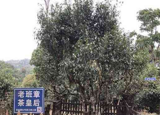 2018年老班章普洱茶价格表：稀有茶叶的珍贵详情