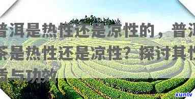 探究普洱生茶的性质：凉性还是热性？