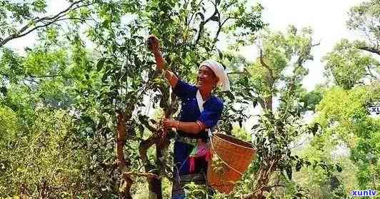 老班章茶叶：探秘大勐龙古树茶，品味老曼峨女儿贡