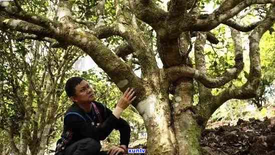 老班章茶叶：探秘大勐龙古树茶，品味老曼峨女儿贡