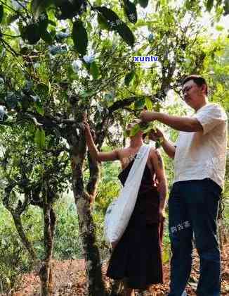 老班章茶叶：探秘大勐龙古树茶，品味老曼峨女儿贡