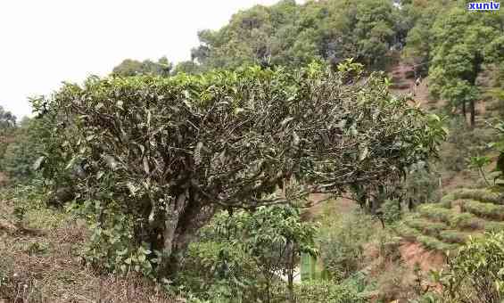 探寻云南普洱生茶的绝佳产地：哪里产的普洱茶更胜一筹？