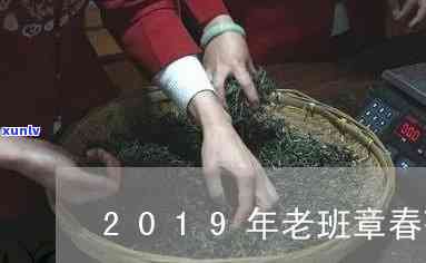 老班章春茶2019-老班章春茶价格