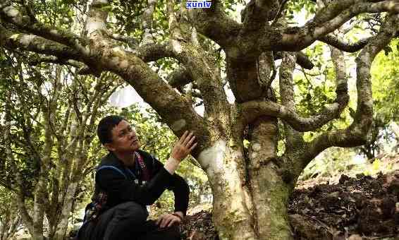 老班章茶叶：班章茶香弥漫，探寻古树茶之源