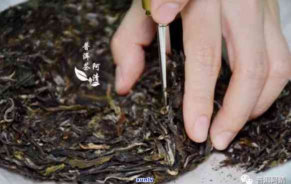 普洱生茶几年开始喝好：品鉴优化时光点