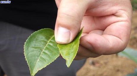 老班章村种植台地茶