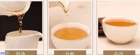 普洱生茶投茶量比例