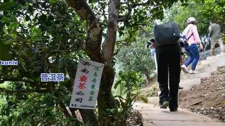 2023年雨林老班章普洱茶价格解析：王者之茶的市场定位