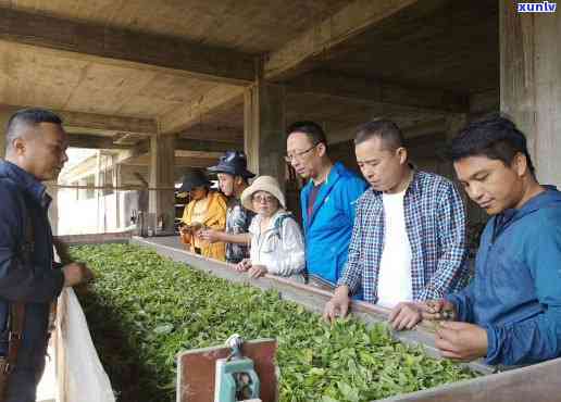 老班章文化发展涵茶业与茶叶