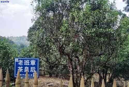 探寻老班章小树茶独特口感：醇厚回间的茶艺之旅