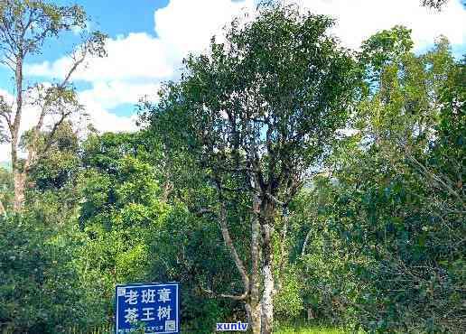 兴海老班章原野