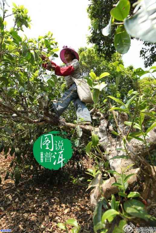 雨林2018老班章普洱茶的价格走势分析