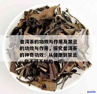 深入了解普洱茶的功效与禁忌症