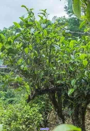 探寻普洱古树的千年茶韵：云南茶文化的活化石