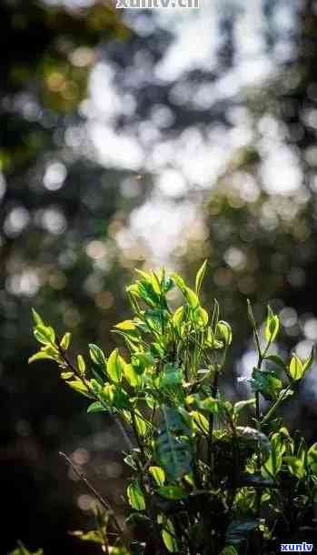 大马帮2007年普洱生茶茶砖：大马帮一号普洱生茶价格