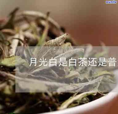 揭秘月光白：普洱茶还是白茶？