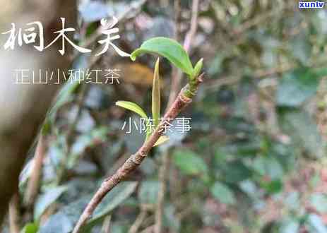 普洱生茶属于红茶吗还是绿茶：明确其茶类归属