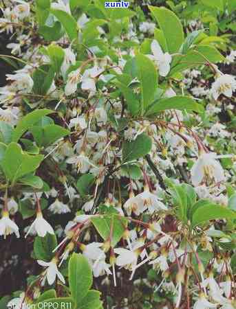 茉莉普洱熟茶：香气四溢的茶中珍品