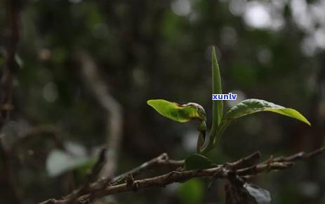 大树普洱生茶：泡出浓醇厚的秘诀