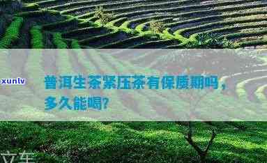 普洱紧压生茶保质期多长时间-普洱紧压生茶保质期多长时间啊