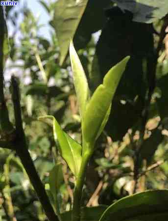 老班章茶销售，优质茶叶种植，专业茶农指导，产地直销