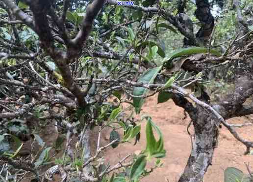 2023年雨林老班章古树茶价格揭晓：稀世珍品再续传奇