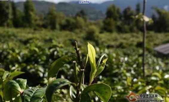 屯普洱茶能赚钱吗：现在囤茶与普洱茶推荐指南