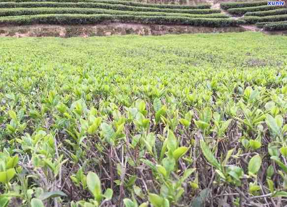 普洱生茶与白茶：功效差异解析