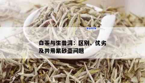 普洱生茶和白茶的区别：功效、特点比较