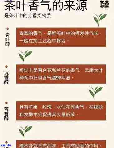 探究普洱生茶香气之源：揭秘其独特风味成因