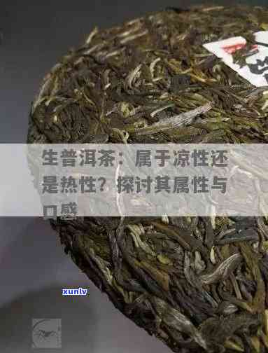 普洱生茶的性质：凉性还是热性？