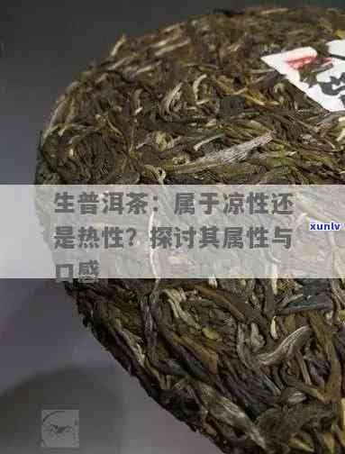 揭秘普洱生茶：它是寒性还是热性？