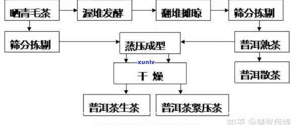 普洱生茶的加工工艺