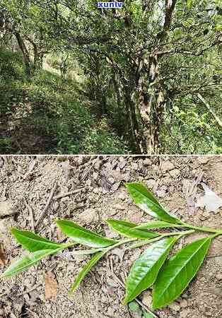 揭秘老班章茶款式：品鉴与选择指南