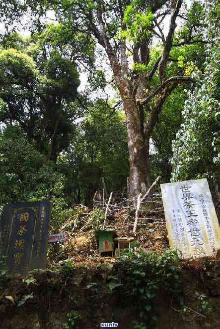 茶树王的普洱怎么样好喝吗：茶树王茶业普洱茶品评体验