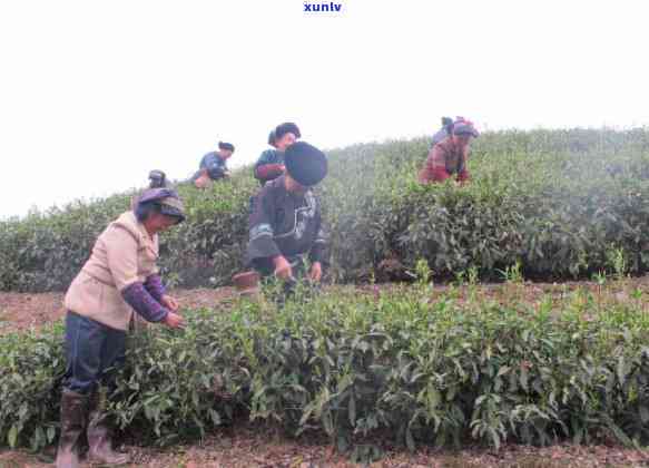 茶树王的茶叶好吗：品质评价与饮用安全性分析