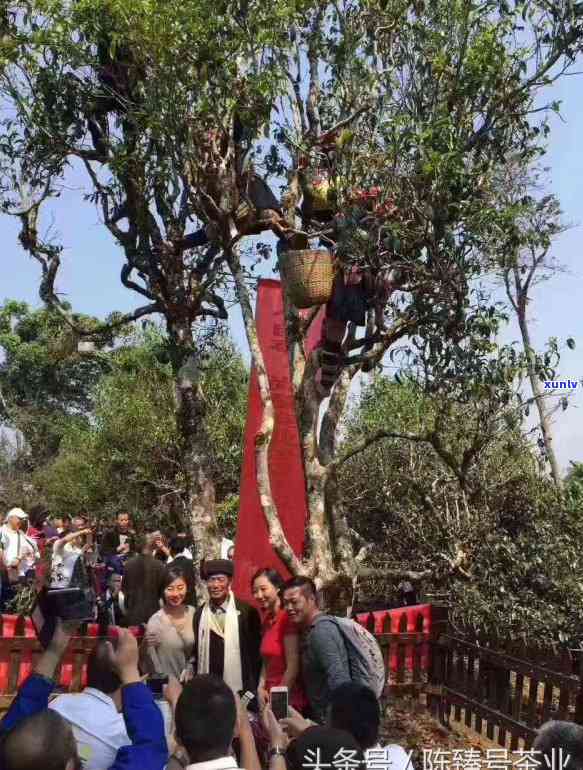 探寻茶王树普洱茶的产地：揭秘其源远流长的茶文化历