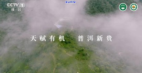 福海茶厂2006年班章珍藏-2020有机茶价格