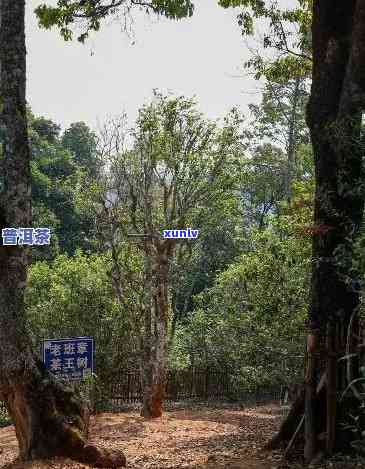 探秘043老班章：千年古茶树的珍稀传奇