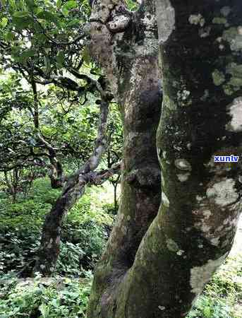 老班章村千年古茶树价格探秘