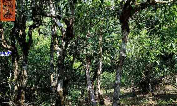 老班章村千年古茶树价格探秘