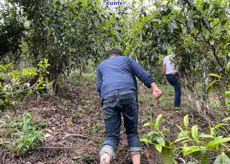 拔玛普洱春茶怎么样好不好：口感与品质评价