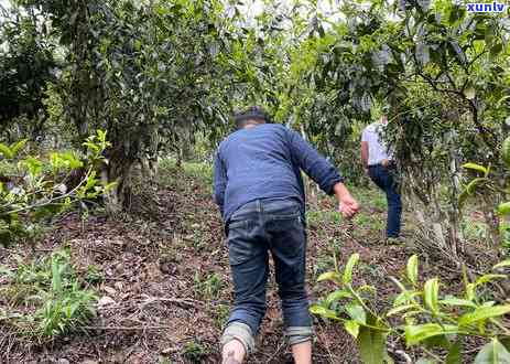 拔玛普洱春茶怎么样好不好：口感与品质评价