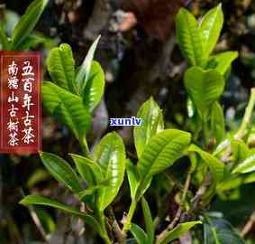 2019拔玛春茶：古树茶王品质解读与品鉴指南