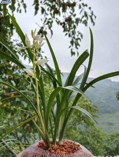 探秘青山玉泉：揭秘其曾经的尊贵身世