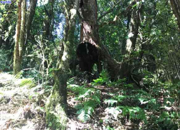 勐库大雪山2700年古树茶价格及详细介绍