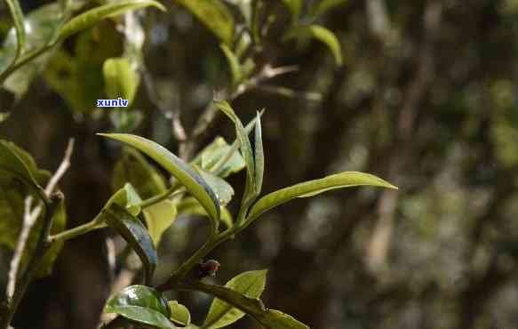 老班章茶叶：班章茶业的味最酽，简介及大勐龙古树茶