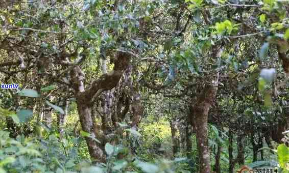 探寻勐海老班章20年珍稀普洱茶的传奇魅力