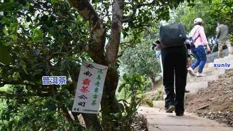 云南老班章古树雨林茶加盟费用全解析：多少钱才能加入茶叶行业排行榜？