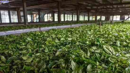 勐海老班章茶业：传承百年工艺，打造越普洱茶茶厂